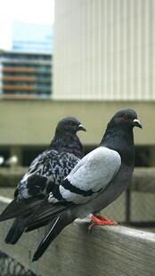 两只鸽子立于栏杆上