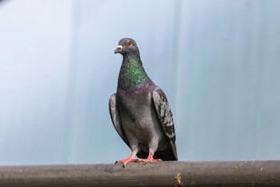 站在栏杆上的灰鸽子