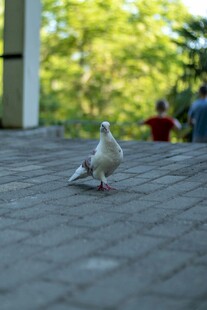 漫步地面的白色鸽子