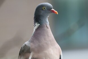 灰羽鸽特写
