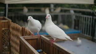 两只白鸽立于栏杆