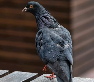 灰鸽立于木台