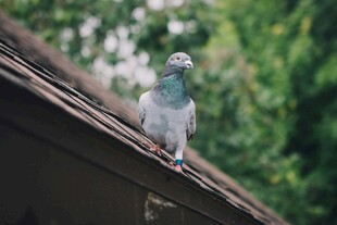 屋顶上的鸽子