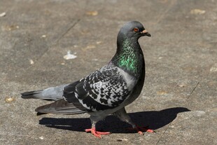 灰羽红爪鸽子在地面行走