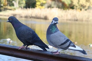 两只鸽子立于栏杆上