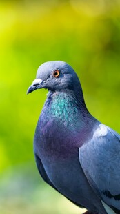美丽鸽子特写