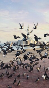 鸽群飞舞