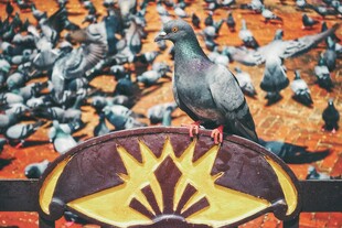 鸽群中的孤鸽