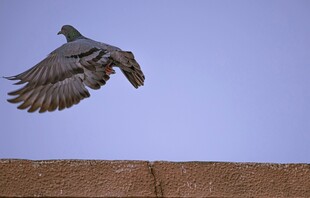 展翅飞翔的鸽子