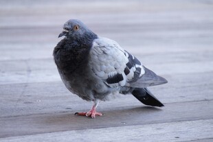 灰鸽立于木质地面