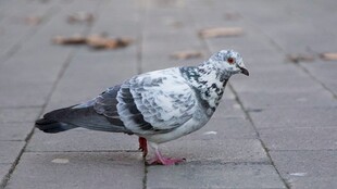 灰鸽立于地面