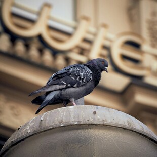 站在灯柱上的灰黑色鸽子