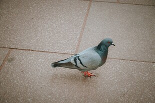 地面上的一只灰鸽子