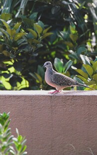 墙边休憩的鸽子