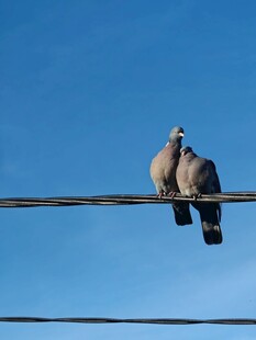 电线上依偎的两只鸽子