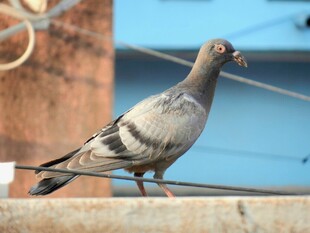 站在电线上的灰色鸽子