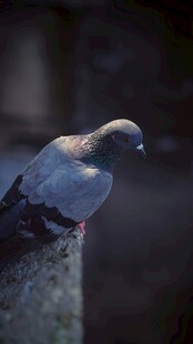 栖息的灰鸽
