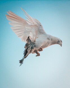 白鸽展翅蓝天翱翔