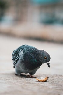 鸽子低头啄食地上食物