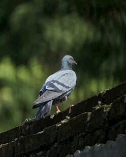 屋顶上的灰鸽