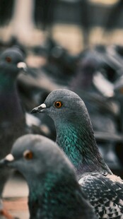 鸽群特写