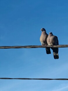 电线上的两只依偎鸽子