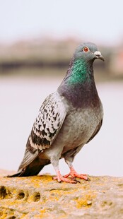 灰鸽立于石上