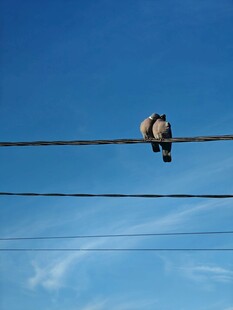 电线上鸽子
