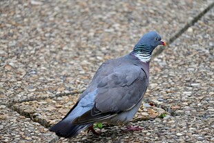 灰鸽于地面觅食