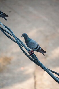 电线上的鸽子