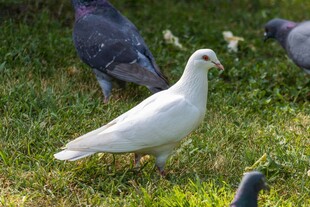 草地上的白鸽与灰鸽