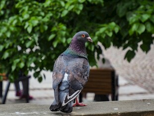 站在台面上的灰鸽子