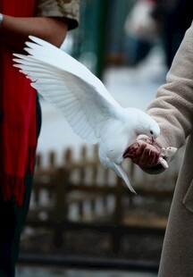 手间白鸽飞舞的温馨瞬间