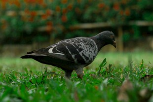 草地上觅食的灰鸽子