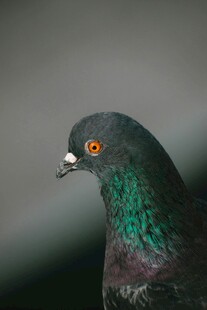 灰绿羽色鸽子特写