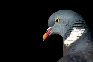 灰鸽特写