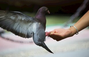 手畔鸽子展翅瞬间