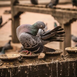 鸽子整理羽毛的瞬间