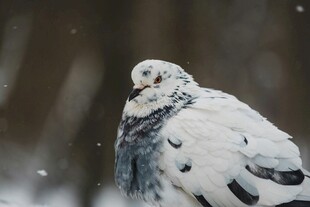 雪中白鸽