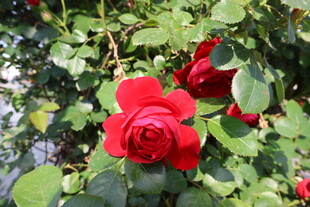 月季花