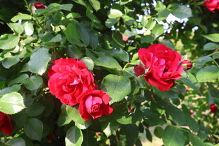 月季花