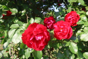 月季花