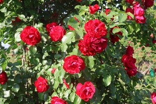 月季花