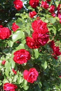 月季花