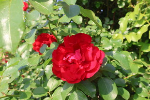 月季花