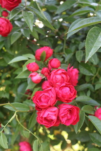 月季花