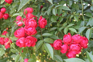 月季花