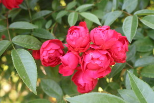 月季花