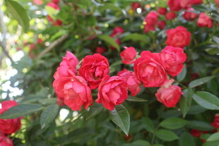 月季花
