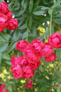 月季花